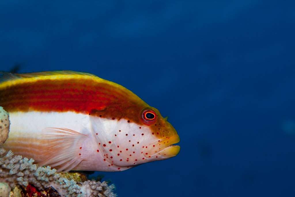 Hawkfish