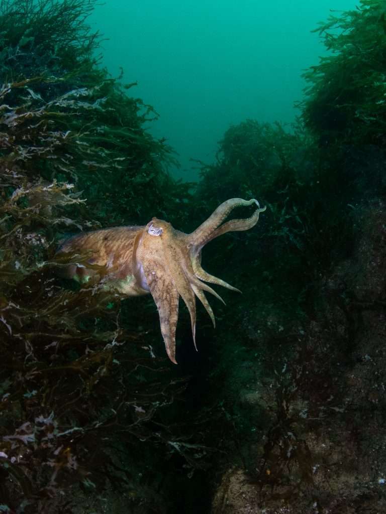 Cuttlefish at Hilsea Point