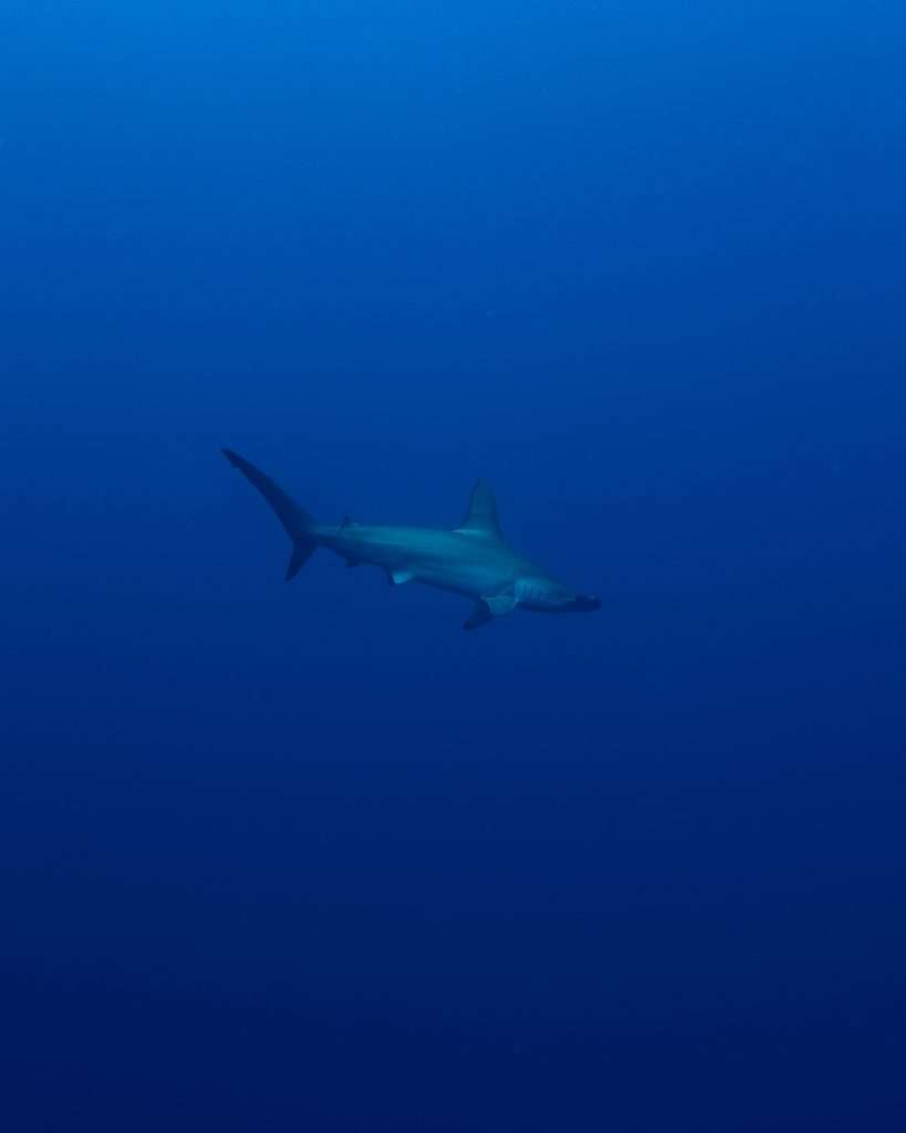Hammerhead at Elphinstone
