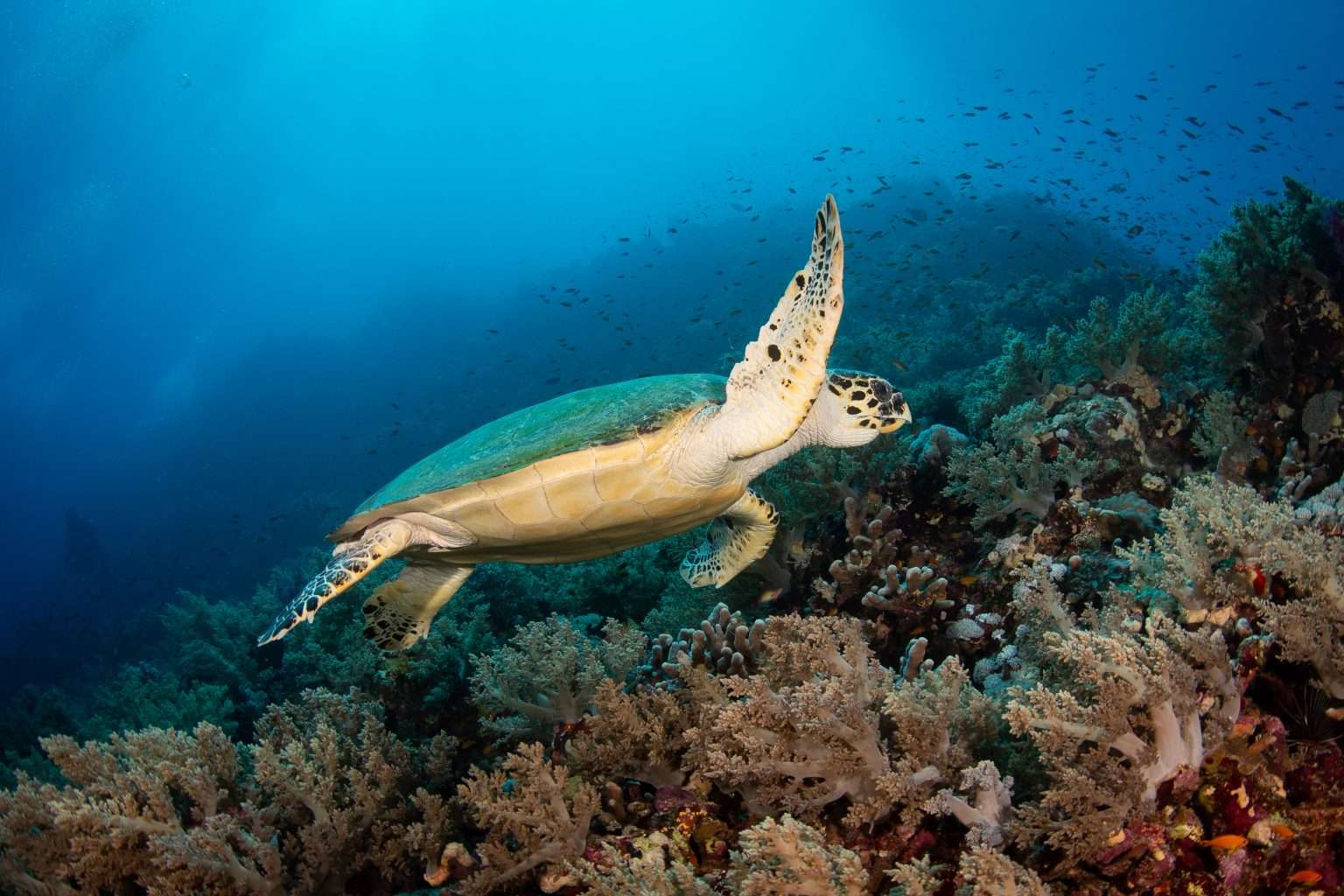 Turtle at Elphinstone Reef