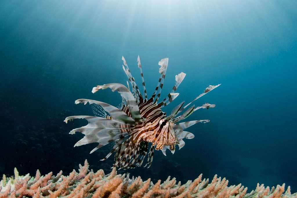 Lionfish at Marsa Shagra House Reef